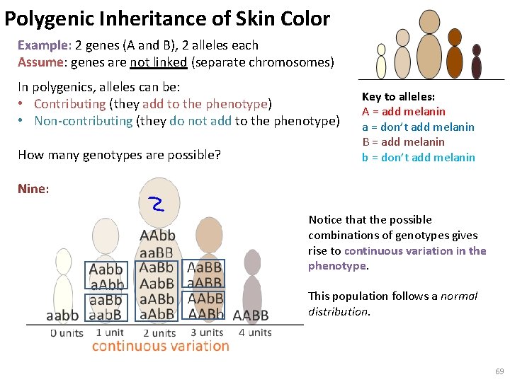 Polygenic Inheritance of Skin Color Example: 2 genes (A and B), 2 alleles each