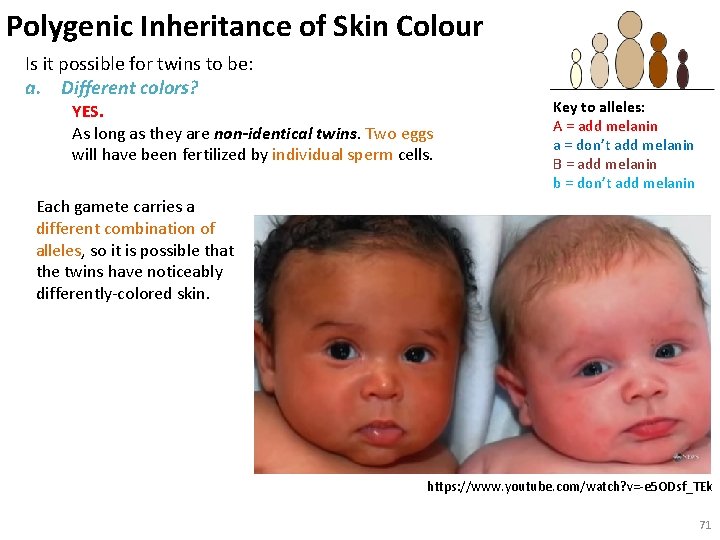 Polygenic Inheritance of Skin Colour Is it possible for twins to be: a. Different