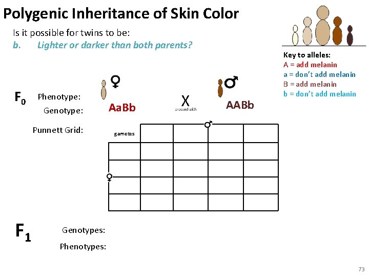 Polygenic Inheritance of Skin Color Is it possible for twins to be: b. Lighter