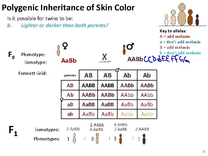 Polygenic Inheritance of Skin Color Is it possible for twins to be: b. Lighter