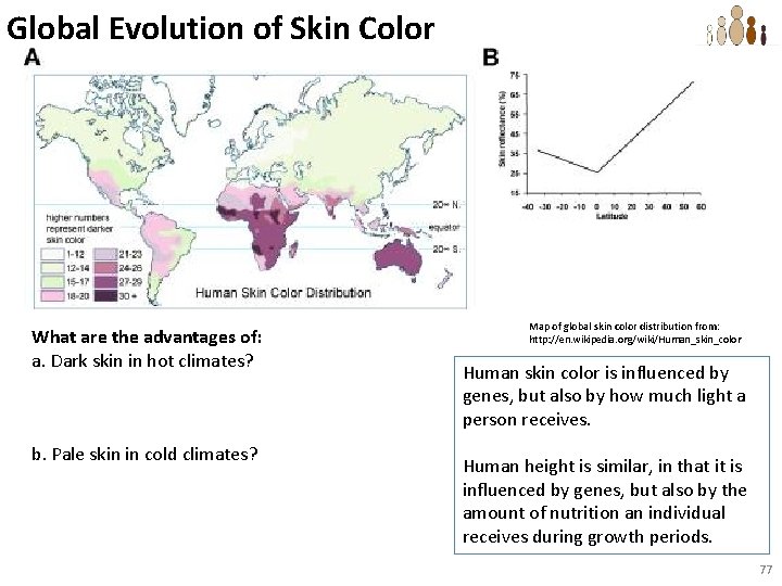 Global Evolution of Skin Color What are the advantages of: a. Dark skin in