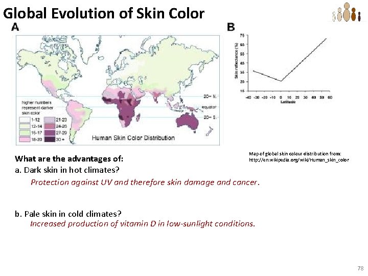 Global Evolution of Skin Color Map of global skin colour distribution from: What are