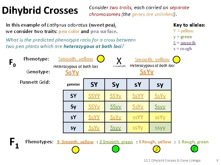 Dihybrid Crosses Consider two traits, each carried on separate chromosomes (the genes are unlinked).