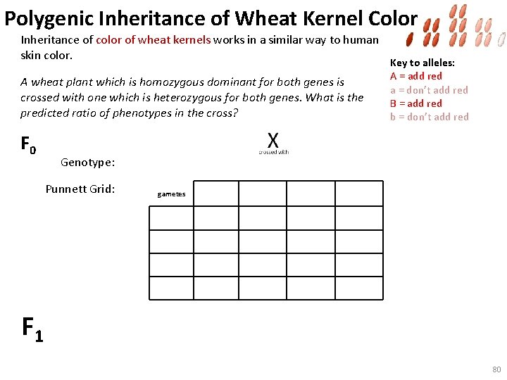 Polygenic Inheritance of Wheat Kernel Color Inheritance of color of wheat kernels works in