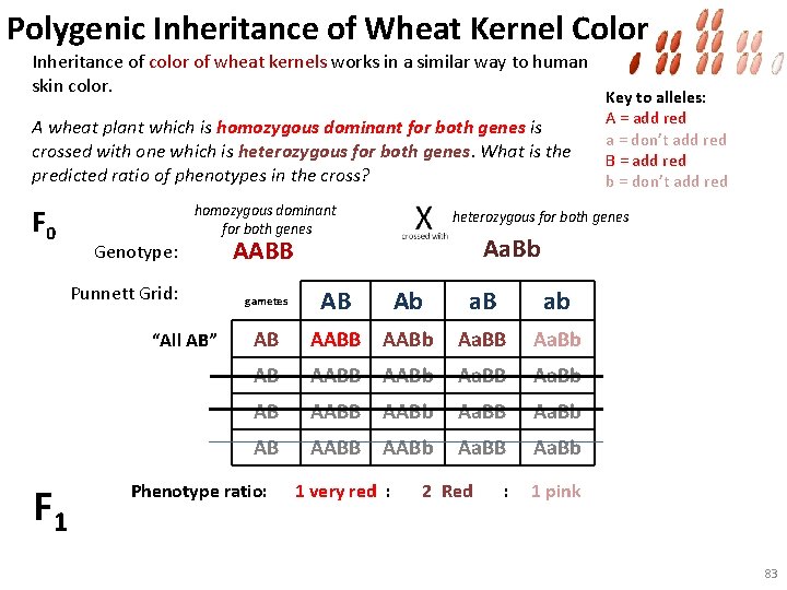 Polygenic Inheritance of Wheat Kernel Color Inheritance of color of wheat kernels works in