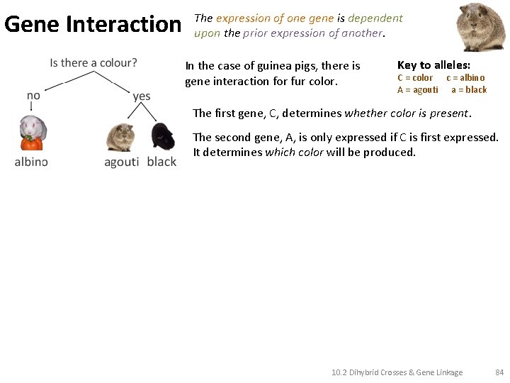 Gene Interaction The expression of one gene is dependent upon the prior expression of