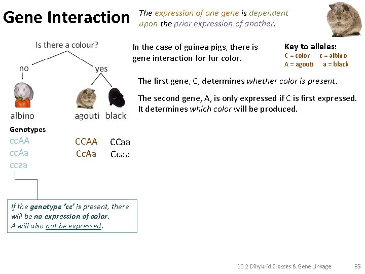 Gene Interaction The expression of one gene is dependent upon the prior expression of