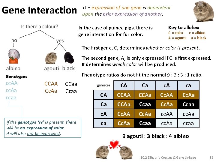 Gene Interaction The expression of one gene is dependent upon the prior expression of