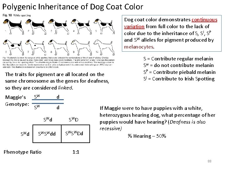 Polygenic Inheritance of Dog Coat Color Dog coat color demonstrates continuous variation from full