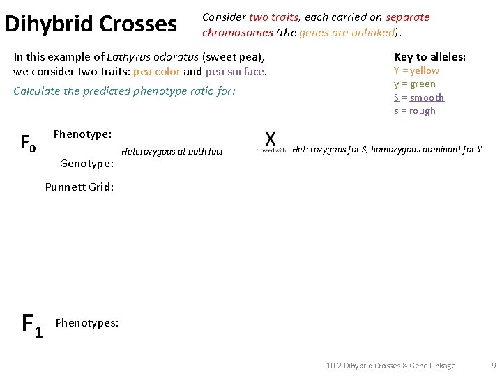 Dihybrid Crosses Consider two traits, each carried on separate chromosomes (the genes are unlinked).