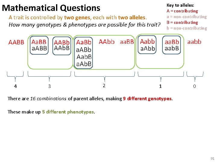 Mathematical Questions A trait is controlled by two genes, each with two alleles. How