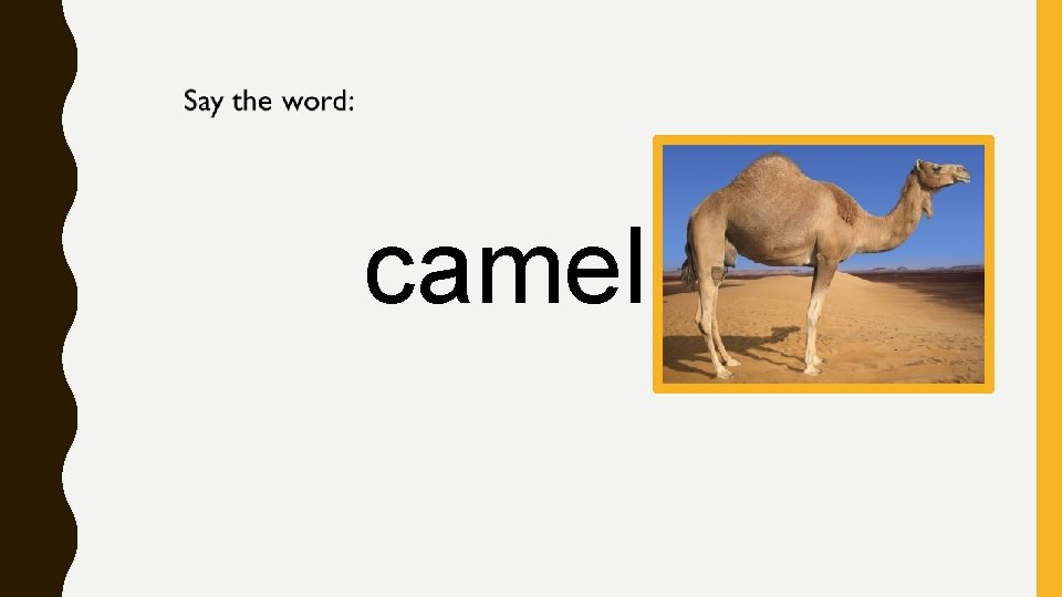 camel 