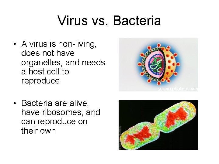 Virus vs. Bacteria • A virus is non-living, does not have organelles, and needs