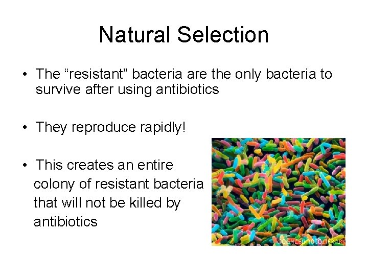 Natural Selection • The “resistant” bacteria are the only bacteria to survive after using