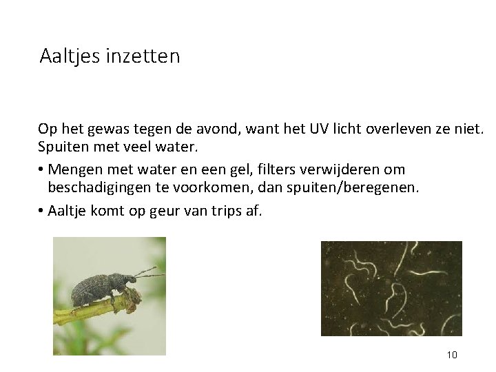 Aaltjes inzetten Op het gewas tegen de avond, want het UV licht overleven ze