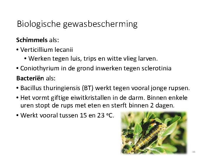 Biologische gewasbescherming Schimmels als: • Verticillium lecanii • Werken tegen luis, trips en witte