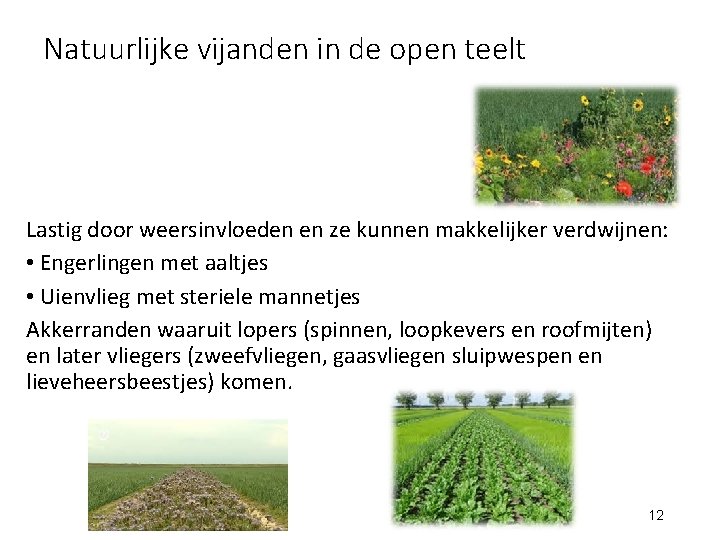 Natuurlijke vijanden in de open teelt Lastig door weersinvloeden en ze kunnen makkelijker verdwijnen: