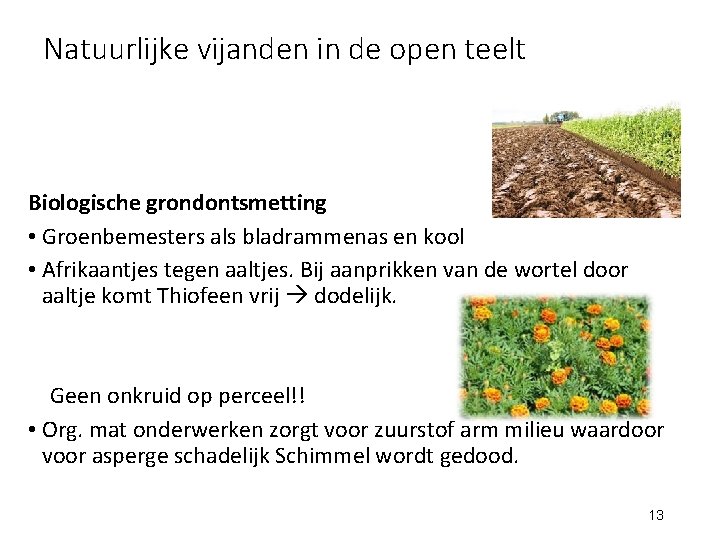 Natuurlijke vijanden in de open teelt Biologische grondontsmetting • Groenbemesters als bladrammenas en kool