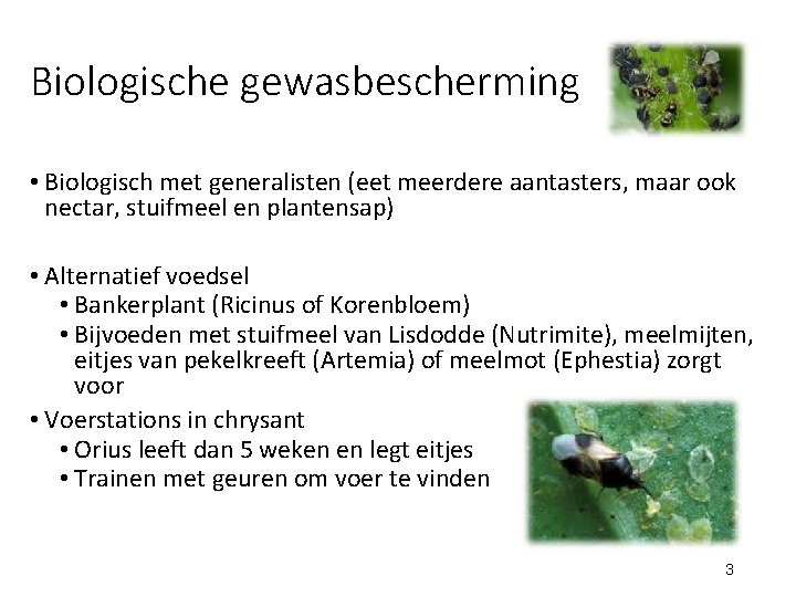 Biologische gewasbescherming • Biologisch met generalisten (eet meerdere aantasters, maar ook nectar, stuifmeel en