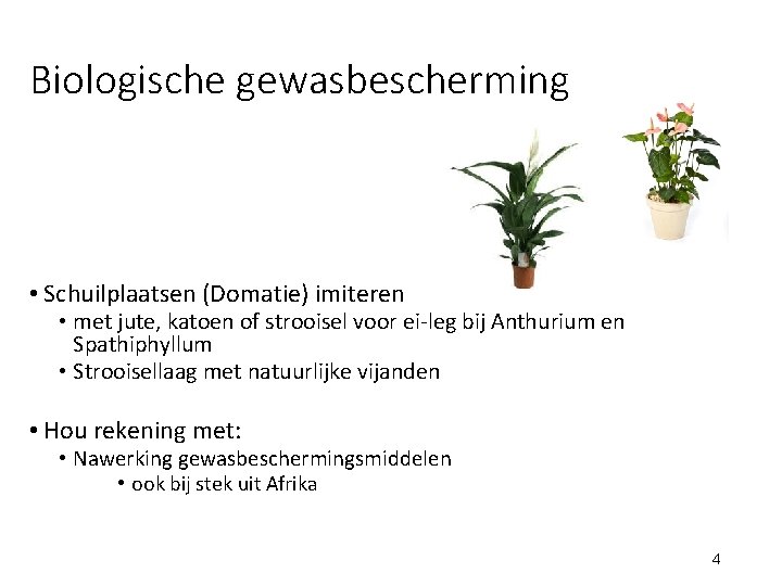 Biologische gewasbescherming • Schuilplaatsen (Domatie) imiteren • met jute, katoen of strooisel voor ei-leg