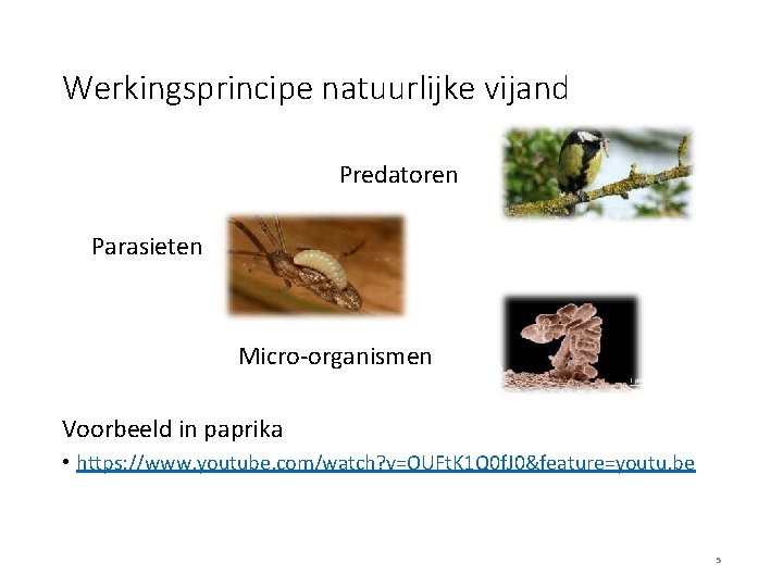 Werkingsprincipe natuurlijke vijand Predatoren Parasieten Micro-organismen Voorbeeld in paprika • https: //www. youtube. com/watch?