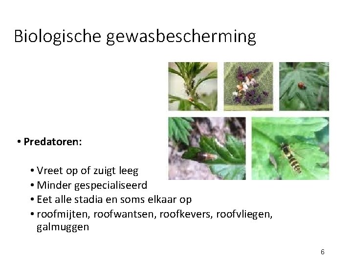 Biologische gewasbescherming • Predatoren: • Vreet op of zuigt leeg • Minder gespecialiseerd •