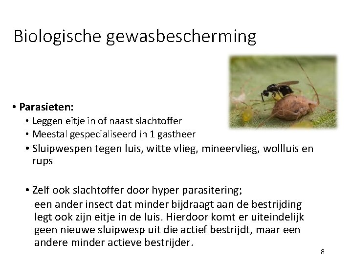 Biologische gewasbescherming • Parasieten: • Leggen eitje in of naast slachtoffer • Meestal gespecialiseerd