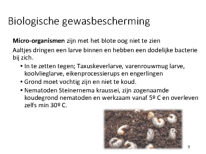 Biologische gewasbescherming Micro-organismen zijn met het blote oog niet te zien Aaltjes dringen een