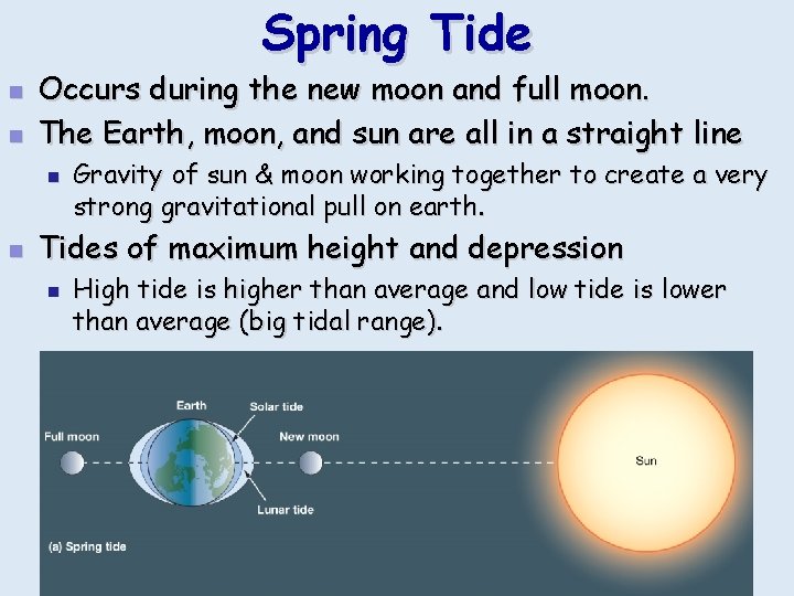 Spring Tide n n Occurs during the new moon and full moon. The Earth,