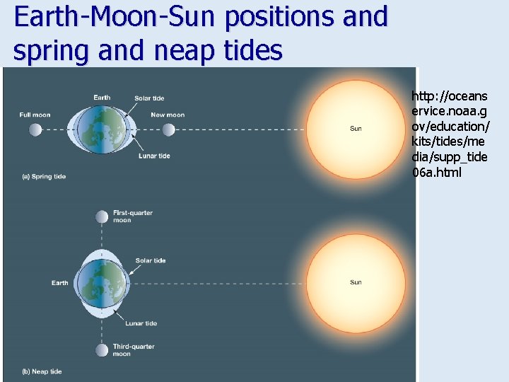 Earth-Moon-Sun positions and spring and neap tides http: //oceans ervice. noaa. g ov/education/ kits/tides/me