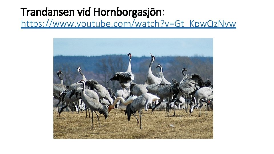 Trandansen vid Hornborgasjön: https: //www. youtube. com/watch? v=Gt_Kpw. Qz. Nvw Trandansen vid Hornborgasjön: https: //www. youtube. com/watch? v=Gt_Kpw. Qz. Nvw