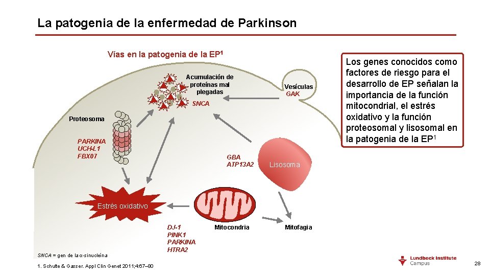 La patogenia de la enfermedad de Parkinson Vías en la patogenia de la EP