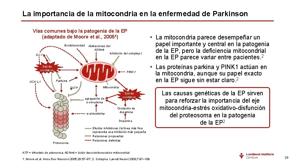 La importancia de la mitocondria en la enfermedad de Parkinson Vías comunes bajo la