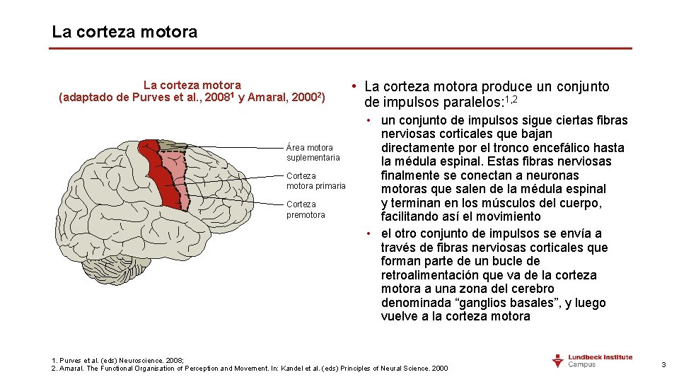 La corteza motora (adaptado de Purves et al. , 20081 y Amaral, 20002) Área