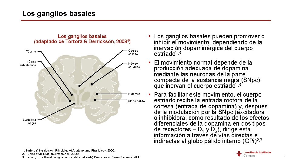 Los ganglios basales (adaptado de Tortora & Derrickson, 20091) Tálamo Núcleo subtalámico Cuerpo calloso