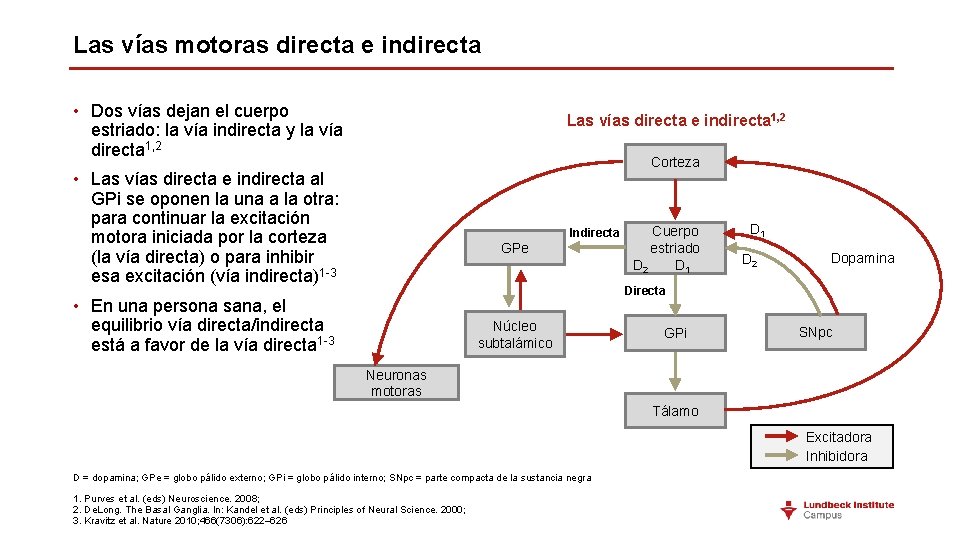 Las vías motoras directa e indirecta • Dos vías dejan el cuerpo estriado: la