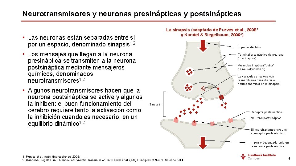 Neurotransmisores y neuronas presinápticas y postsinápticas La sinapsis (adaptado de Purves et al. ,