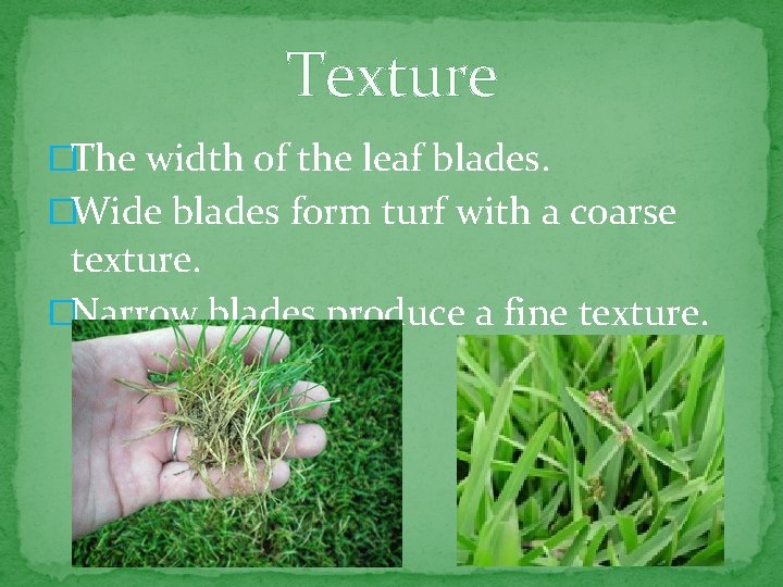 Texture �The width of the leaf blades. �Wide blades form turf with a coarse