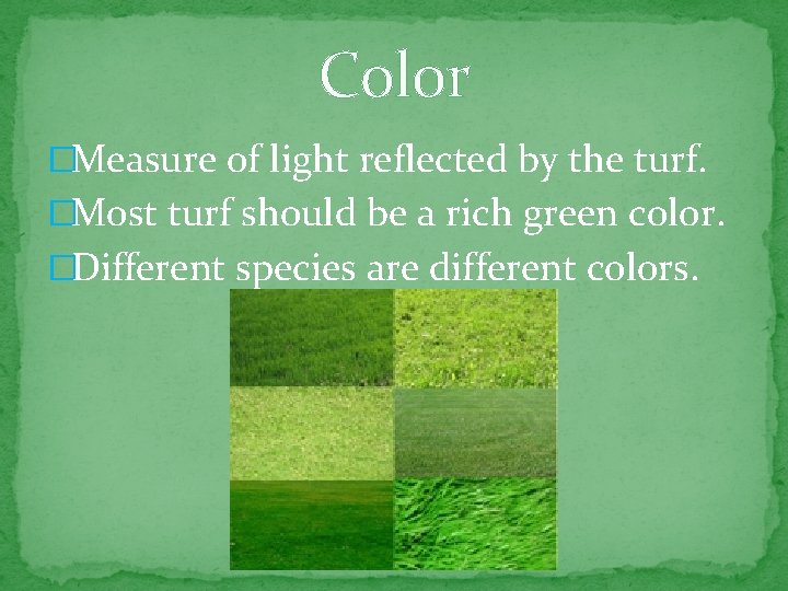 Color �Measure of light reflected by the turf. �Most turf should be a rich