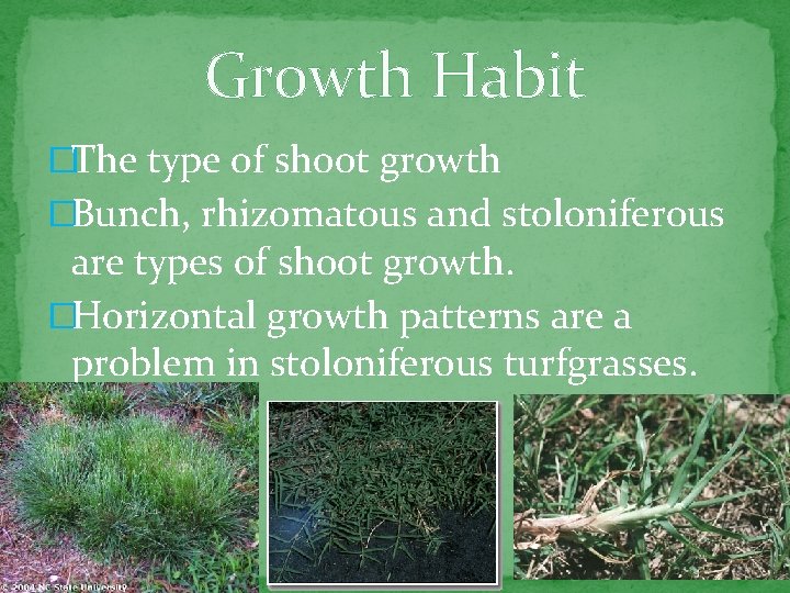 Growth Habit �The type of shoot growth �Bunch, rhizomatous and stoloniferous are types of