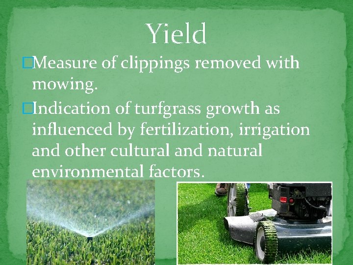 Yield �Measure of clippings removed with mowing. �Indication of turfgrass growth as influenced by