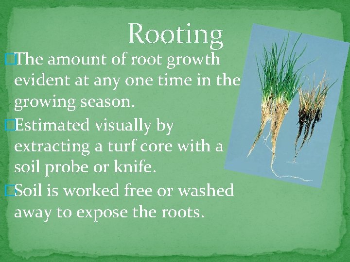 Rooting �The amount of root growth evident at any one time in the growing