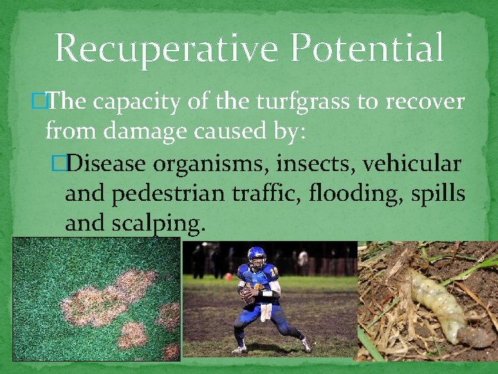 Recuperative Potential �The capacity of the turfgrass to recover from damage caused by: �Disease