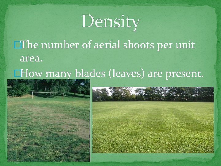 Density �The number of aerial shoots per unit area. �How many blades (leaves) are