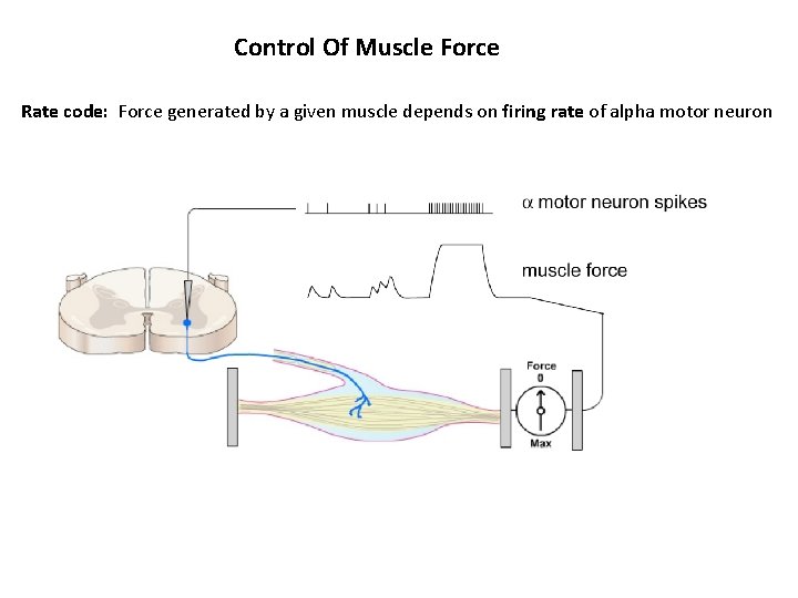 Control Of Muscle Force Rate code: Force generated by a given muscle depends on