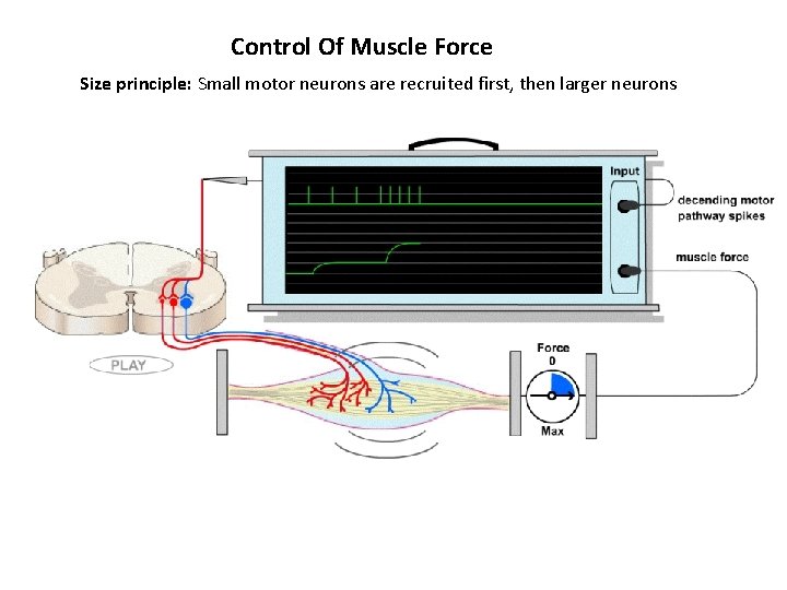 Control Of Muscle Force Size principle: Small motor neurons are recruited first, then larger