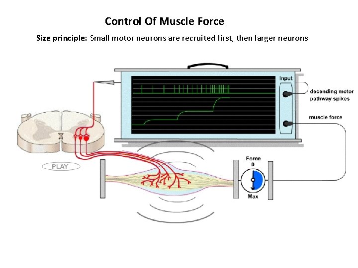 Control Of Muscle Force Size principle: Small motor neurons are recruited first, then larger