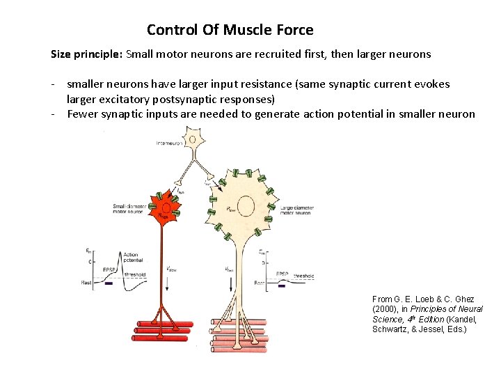 Control Of Muscle Force Size principle: Small motor neurons are recruited first, then larger