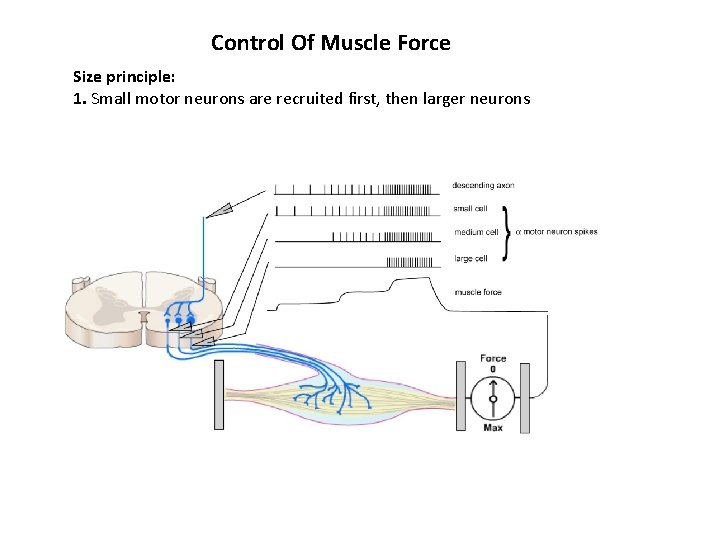 Control Of Muscle Force Size principle: 1. Small motor neurons are recruited first, then