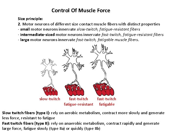 Control Of Muscle Force Size principle: 2. Motor neurons of different size contact muscle